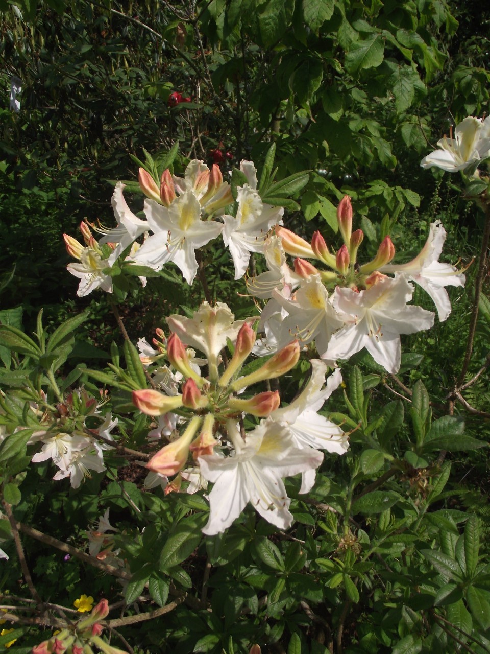 'Delicatissimum' AGM